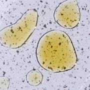 Hilma Immune Support Ingredient: Ivy Extract