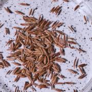 Caraway seeds on purple speckled background