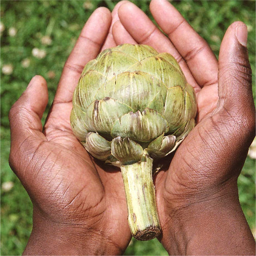 Hilma ingredient: artichoke leaf