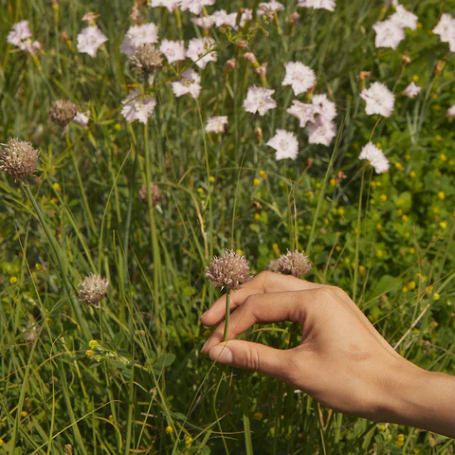 Can Improving Gut Health Actually Help with Seasonal Allergies?