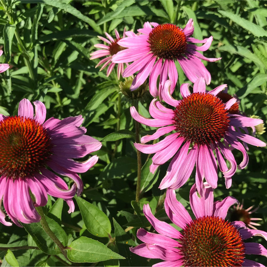 Hilma ingredient: Echinacea