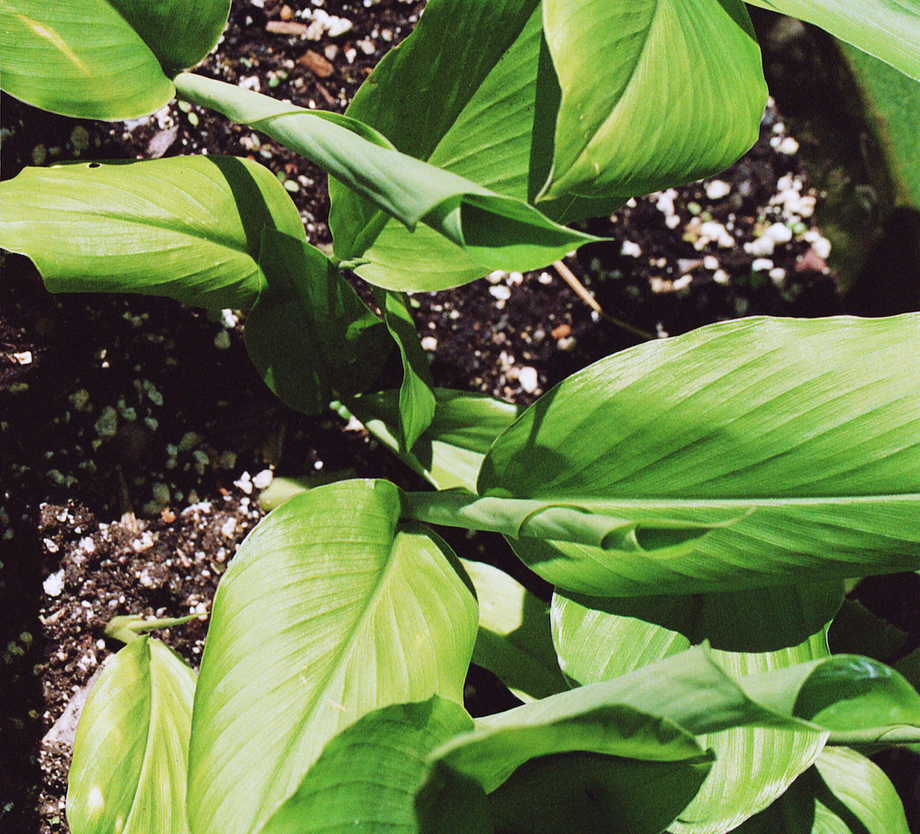 The State of Research on Natural Ingredients