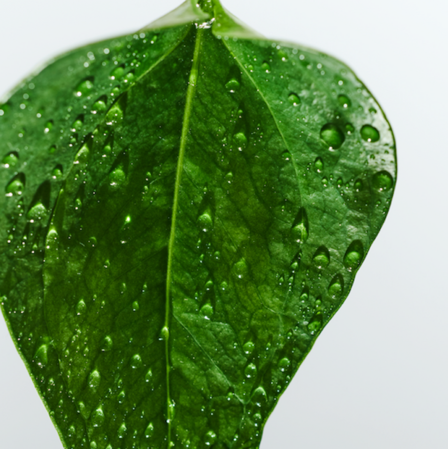 Leaf with water droplets