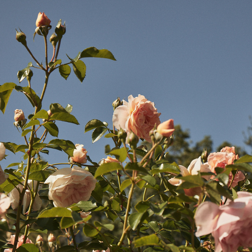 Why does pollen get worse each year + 5 ways to navigate the increase in pollen