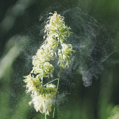 How to Identify Your Seasonal Allergies, Explained by an Allergist