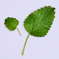 lemon balm leaves