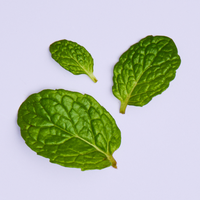 Peppermint leaf