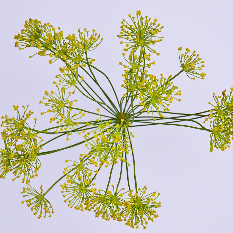 fennel plant