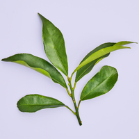 L-Theanine leaf on a purple background