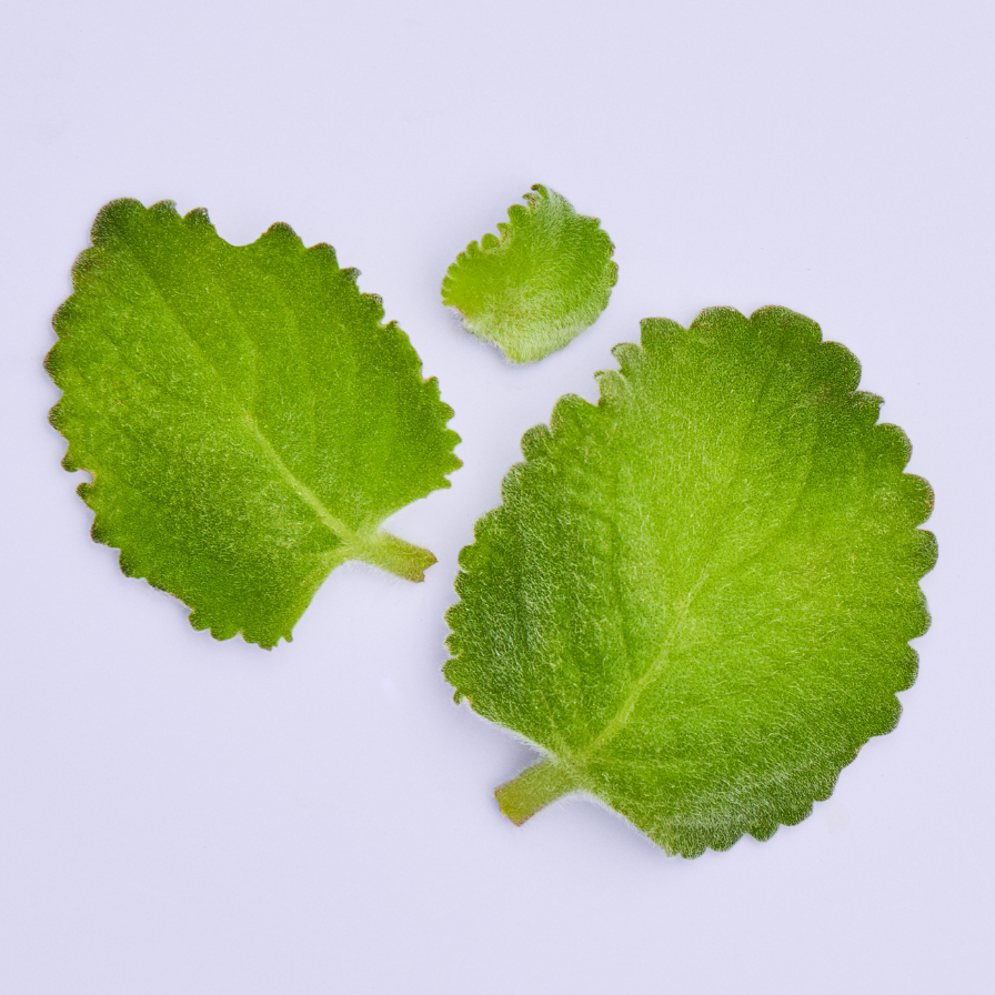 Ajwain leaves on a purple background