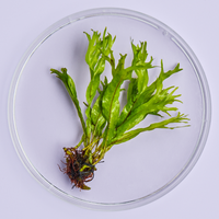 Marine algae in a petri dish on purple background