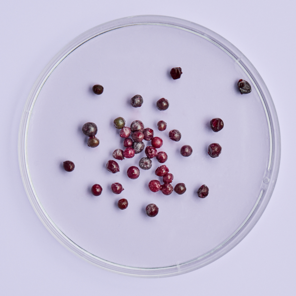 Elderberries on a petri dish on purple background