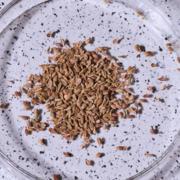 anise seeds on purple speckled background