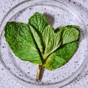 Peppermint Leaf on purple speckled background